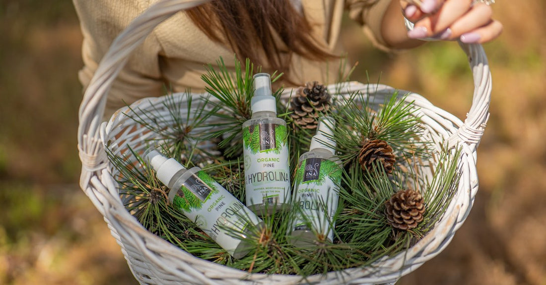 Erdei fenyő Pinus sylvestris tűlevelei és Organikus Erdei fenyő víz Hydrolina