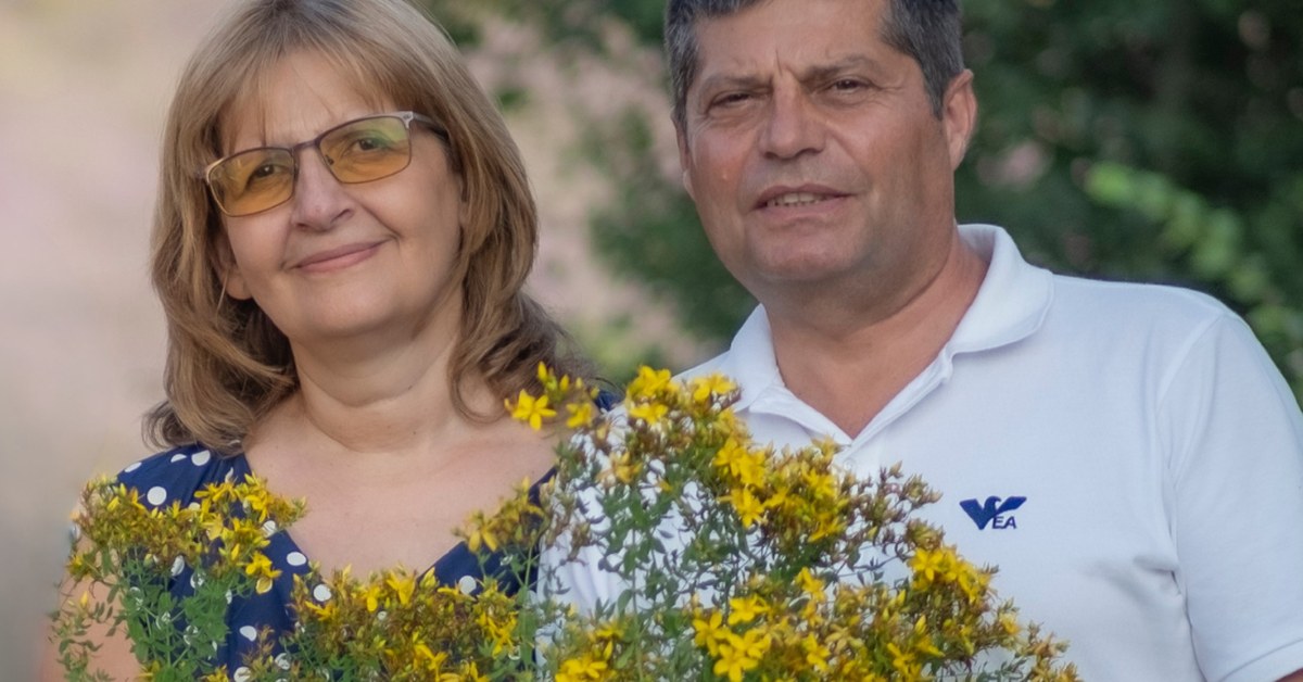 Orbáncfű Hypericum perforatum a Ralchevi család szedésében