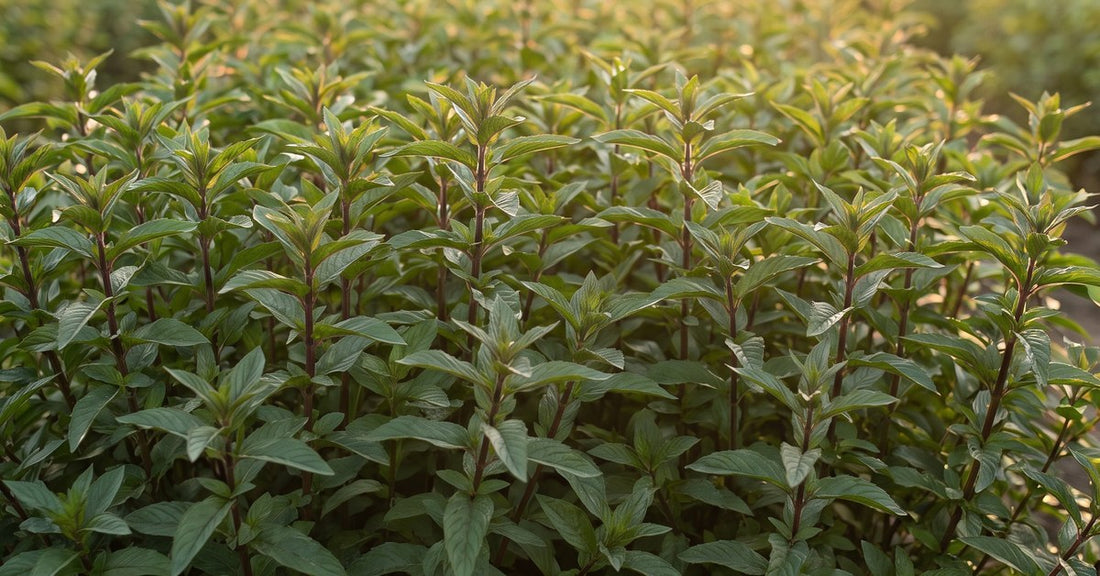 Borsmenta Mentha piperita és Organikus Borsmenta víz Hydrolina
