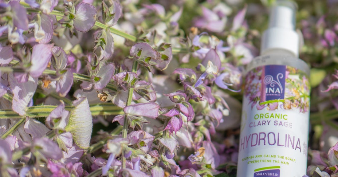 Muskotályzsálya Salvia sclarea és Organikus Zsálya víz Hydrolina